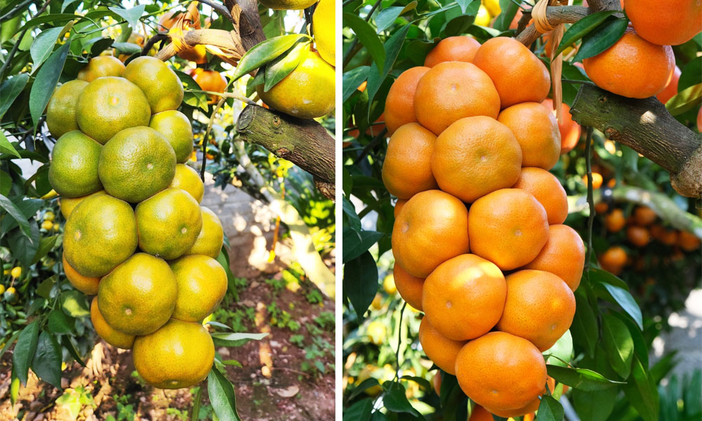 Retired colonel’s orange garden becomes viral check-in spot in Bac Ninh 